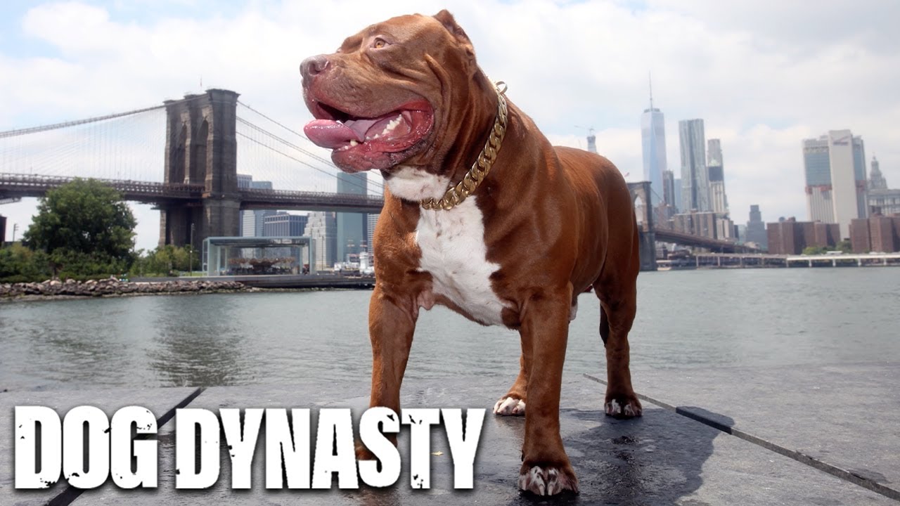 The Best Of 'Hulk' The Giant Pitbull | DOG DYNASTY - YouTube