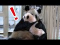 【びっくり！】パンダのおなら☆