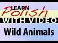 Learn Polish with Video - Wild Animals