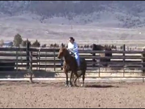 Wild Remedy a very broke 12 year old gelding Sold!