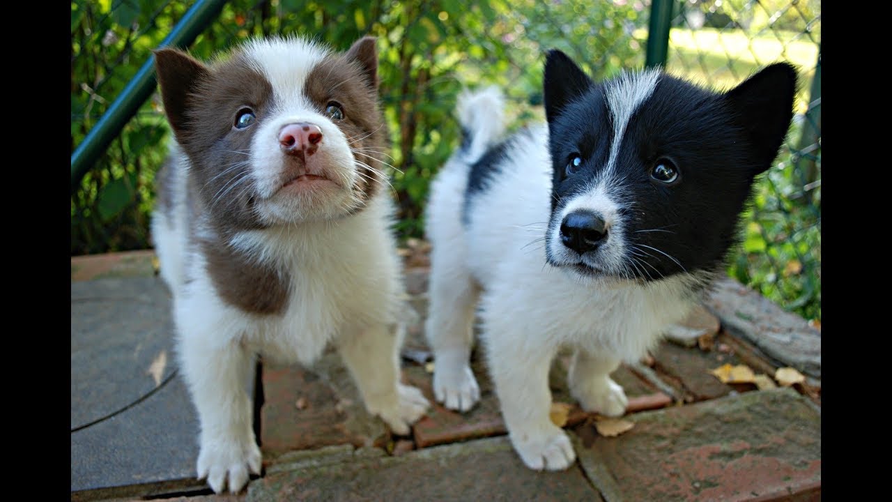 Teaching 3,5 weeks old Greenland Dog puppies to Sit YouTube