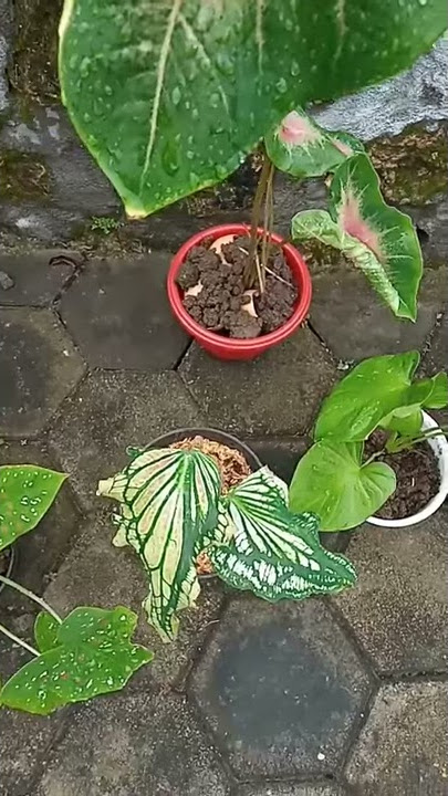 Macam dan Jenis Keladi hias unik dan cantik