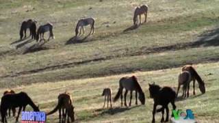 Amerikadagi yovvoyi otlar - Saving Wild Horses