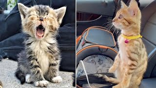 Best Kittens Videos - Am I So Cute? | Ep. #25 by Cats Are the Best Pets 451,017 views 2 years ago 9 minutes, 16 seconds