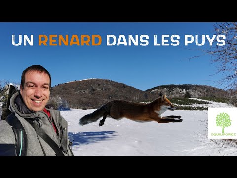 Un renard au