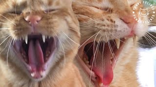 FUNNIEST CAT VIDEOS 😹  FUNNY CATS COMPILATION #57 #cat #funnycats #catcompilation  #funnyanimals by Funny Felines 1,973 views 8 months ago 23 minutes