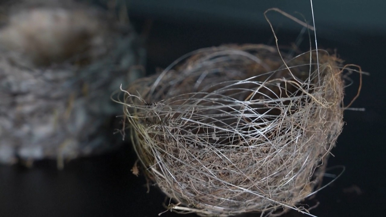 Birds Make Nests From Fiber Optic Wires Found On Frontline Of Ukraine War