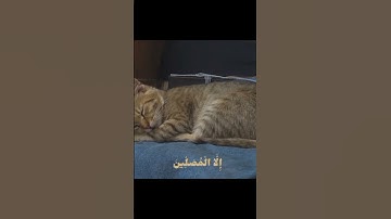 {آنِ آلَآنِسًـآنِ خٌـلَقَ هِلَوِعَآ} 🥹💗✨🎀[تلاوة هادئة ماتسير من سورة المعارج] 🥹🩵