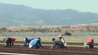 How the mega-drought affects California farmers