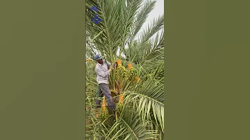 طريقة تحدير أو تقويس تدلية عذوق النخيل 