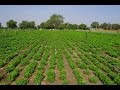Peanuts farming     in baatein kheti ki  on green tv