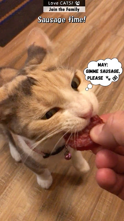 Sausage awakens something… dangerously adorable in my cat! #shorts #catshorts #trending