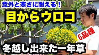 ◆【コスパ最強】実は多年草！？意外と寒さに強かった！