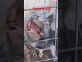 feeding a big pig!