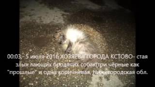 Власть в лапах бродячих собак Город Кстово 5 07 2016 Власть в лапах бродячих собак Город Кстово 5 07 2016