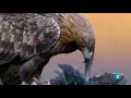 El Rey de las montañas: El águila real | Grandes Documentales