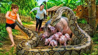 72 Hours Of Terror: Giant Python Threatens Wild Boar And Piglets Inside Pig Farm | Rescue Begins!