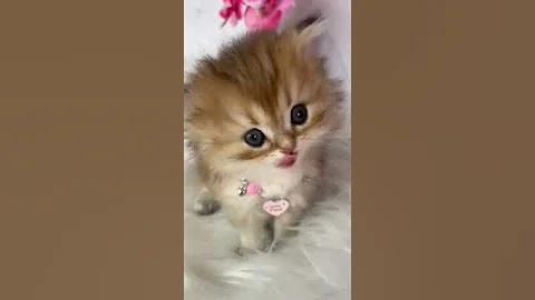 Video 4954551: golden british longhair, beautiful british longhair, cats british beauty, british kitten, lovely british