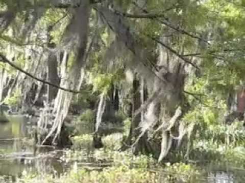 A Great Egret and a Green Heron on the campus of U...