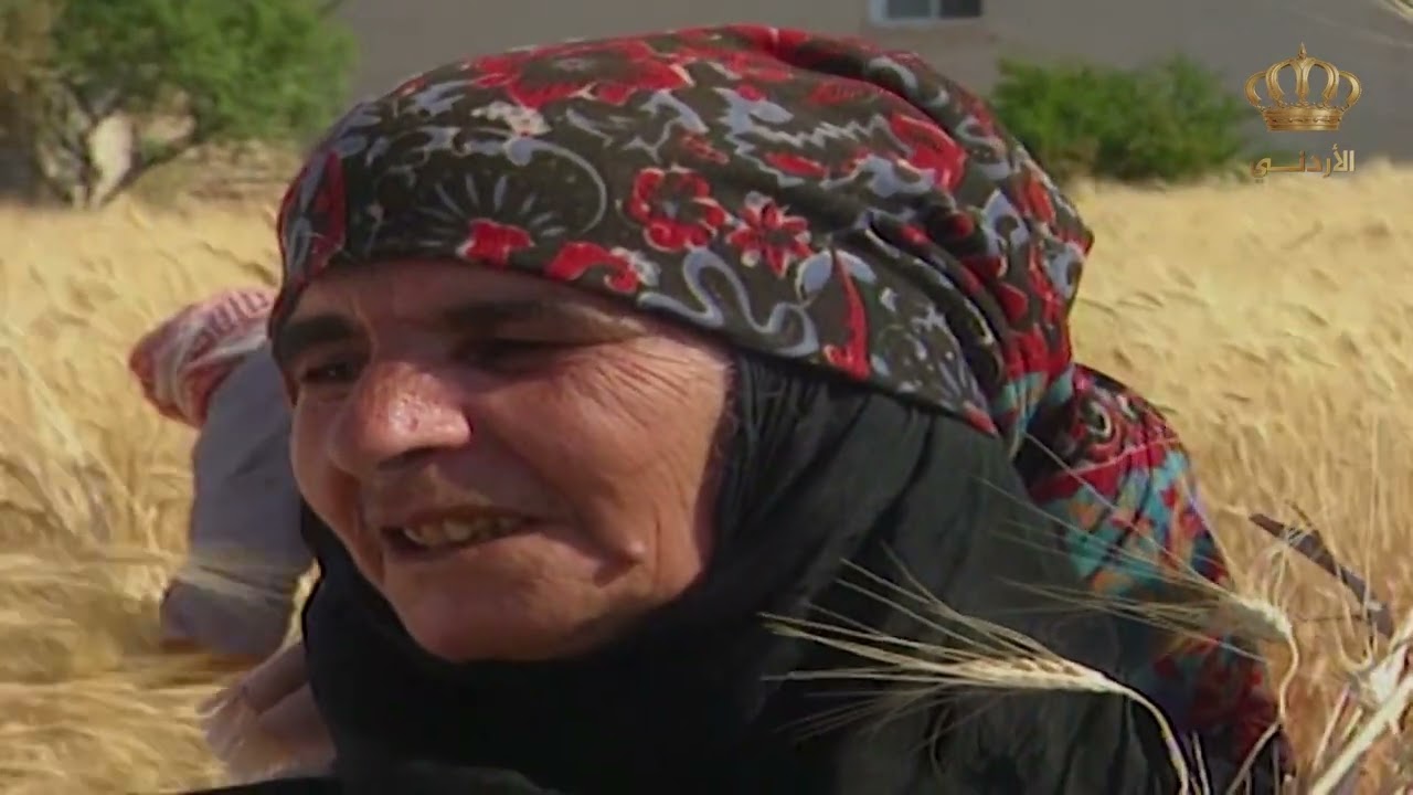 مقطع لا يُمل من موسم الحصاد قديماً وأغاني الحصادين | يسعد صباحك