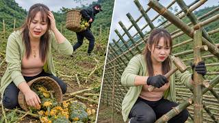 Thieves Stole All My Crops — I Built A Giant Bamboo Fence To Protect My Farm | Rural Life