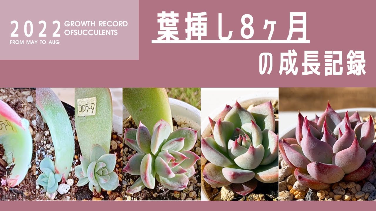 葉挿し成長記録8ヶ月目【多肉植物/エケベリア】 - YouTube