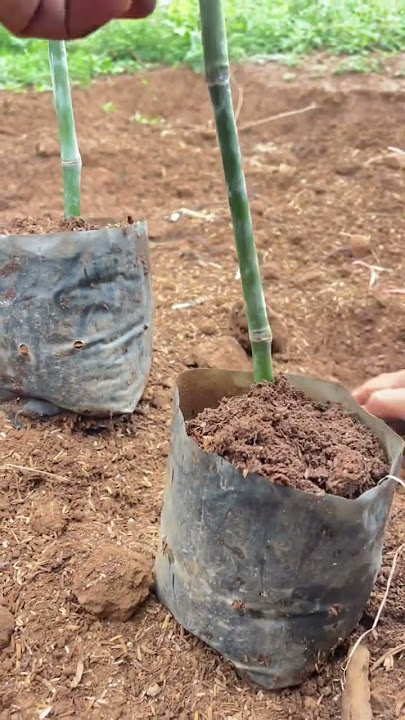 Bamboo tree propagate successfully