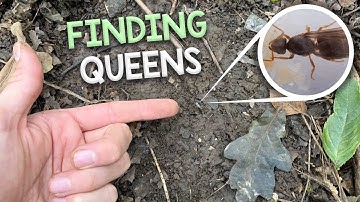 Finding Queen Ants & Colonies #4 | My Trip to Fox Burrow Woods, UK