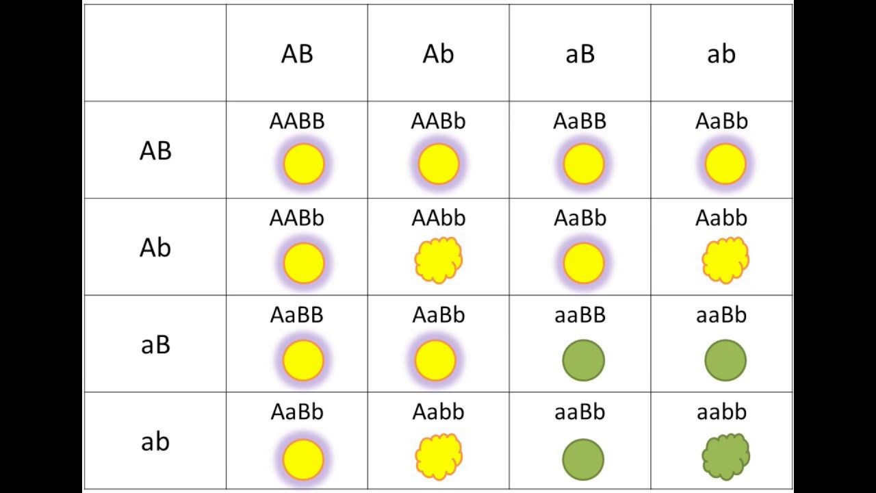 Aabb aabb соотношение генотипов