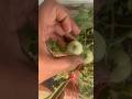 टमाटर 🍅 का एक पोधा ख़राब हो रहा है