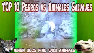 (Dogo Argentino VS WOLF) WHEN DOGS FIND WILD ANIMALS | CUANDO PERROS SE ENCUENTRAN ANIMALES SALVAJES