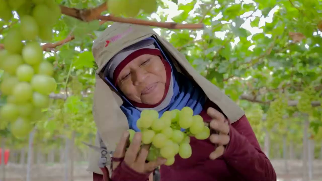 Farmer Heroes: Fegurri | Grapes