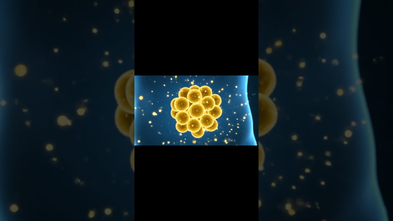 What happens to your body when you fast for 24 hours?