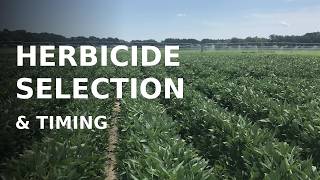 Herbicide selection and timely applications with Dr. Kurt Vollmer