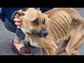 😭 7 unbelievable animal rescues