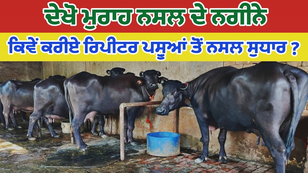 ਵੱਧ ਦੁੱਧ ਲੈਣ ਦੇ ਨੁਕਤੇ||ਕਿਹੋ ਜਿਹਾ ਗੋਹਾ ਚਾਹੀਦਾ ਦੁੱਧ ਵਾਲੇ ਪਸ਼ੂ ਦਾ||ਮੱਕੀ ਦਾ ਆਚਾਰ||ਰਿਪੀਟ ਪਸ਼ੂਆਂ ਦਾ ਹੱਲ||