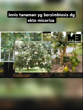 Simbiosis ektomikoriza #agriculture #faktaunik