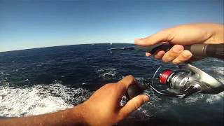 Shore Jigging 01 Thonine