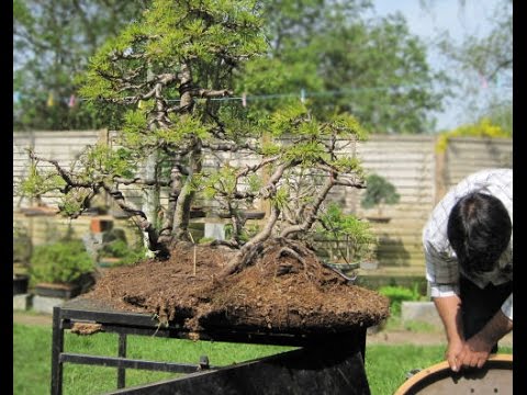 himalayan cedar bonsai tree - youtube