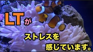 ロングテンタクルがストレスを感じています 海水魚水槽 Youtube