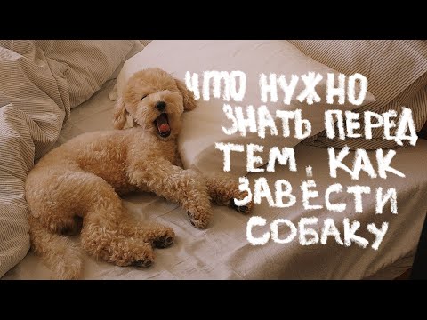 об этом вы не знали | неочевидные вещи о питомцах