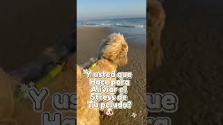 Anti #stress para #perrosfelices #PerritoRelajado #DogMassage #PlayaYPerros #masajeperruno #parati