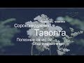 Таволга | Лекарство от сорока недугов | Полезные свойства и сбор