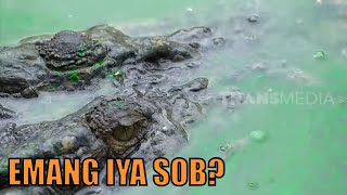 Buaya Berenang Dengan Bantuan Kacamata Renang Sob | SI OTAN