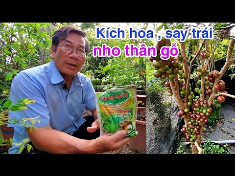 Video: Bón Phân Cho Nho - Tìm Hiểu Về Thức Ăn Thực Vật Cho Nho