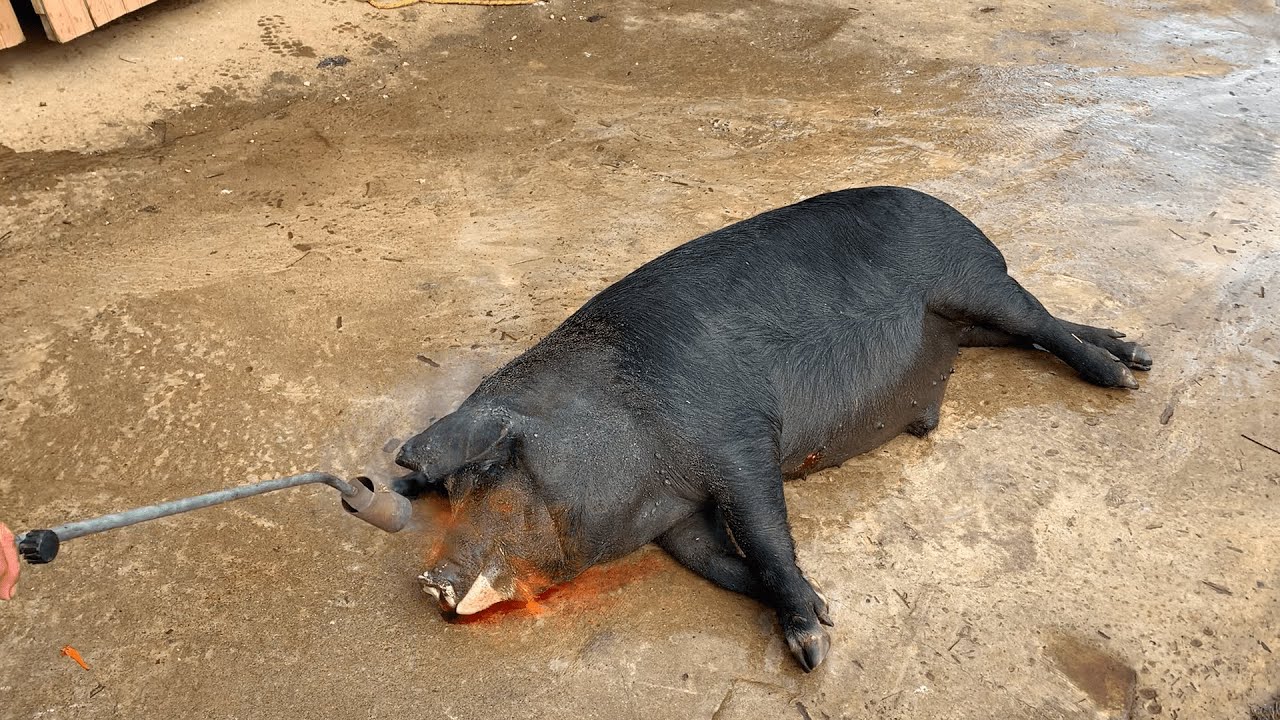 Pelando porco com a furadeira!!!#fazenda #porco #suino #pelaporco