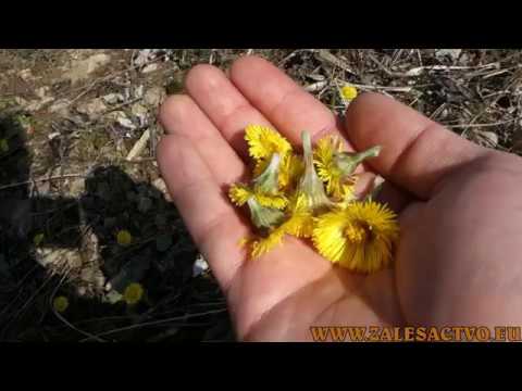 Video: Počiatočná čiapočka Je Krásna Liečivá Rastlina