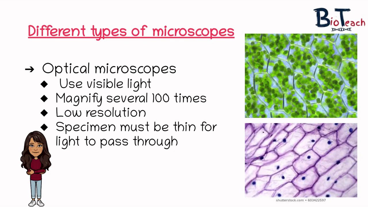 Microscopes Light and Electron microscopes A level Biology BioTeach