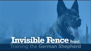 Training a German Shephard to Use the Invisible Fence® Brand System