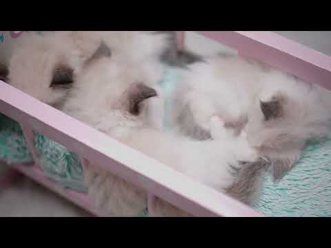 Cute kittens sleeping in baby cradle #shortvideo